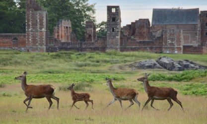 
Bradgate Park
